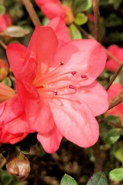 Blaauw's Pink Azalea - 3 Gallon Pot 12 Blaauw's Pink Azalea - 3 Gallon Pot -FloraHaven Shop azalea blaauws pink 10