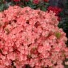 Blaauw's Pink Azalea - 3 Gallon Pot -FloraHaven Shop azalea blaauws pink 11