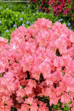 Blaauw's Pink Azalea - 3 Gallon Pot 13 Blaauw's Pink Azalea - 3 Gallon Pot -FloraHaven Shop azalea blaauws pink 4