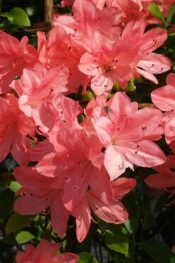 Blaauw's Pink Azalea - 3 Gallon Pot 11 Blaauw's Pink Azalea - 3 Gallon Pot -FloraHaven Shop azalea blaauws pink 6
