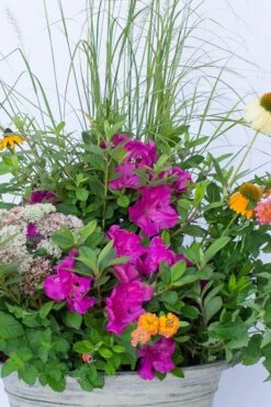 Echo Bloom 'N Again Azalea - 2 Gallon Pot -FloraHaven Shop azalea bloom n again augusta echo 4