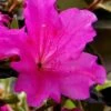 Echo Bloom 'N Again Azalea - 2 Gallon Pot -FloraHaven Shop azalea bloom n again augusta echo 6
