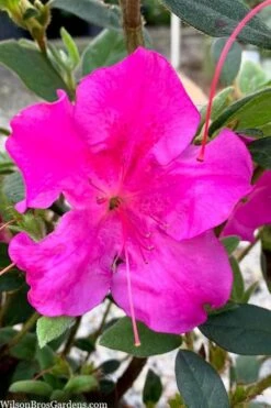 Echo Bloom 'N Again Azalea - 2 Gallon Pot -FloraHaven Shop azalea bloom n again augusta echo 7
