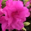 Lavender Twist Bloom 'N Again Azalea - 2 Gallon Pot 2 Lavender Twist Bloom 'N Again Azalea - 2 Gallon Pot -FloraHaven Shop azalea bloom n again lavender twist 1