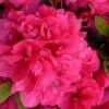 Canzonetta Azalea - 1 Gallon Pot -FloraHaven Shop azalea canzonetta 2