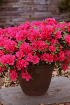 Canzonetta Azalea - 1 Gallon Pot -FloraHaven Shop azalea canzonetta 3