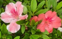 Lady Cavendish Azalea - 3 Gallon Pot -FloraHaven Shop azalea cavendish 2