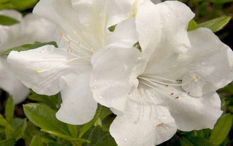 Autumn Ivory Encore Azalea - 1 Gallon Pot 7 Autumn Ivory Encore Azalea - 1 Gallon Pot - Image 5