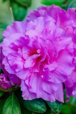 Autumn Majesty Encore Azalea - 3 Gallon Pot 12 Autumn Majesty Encore Azalea - 3 Gallon Pot -FloraHaven Shop azalea encore autumn majesty 12