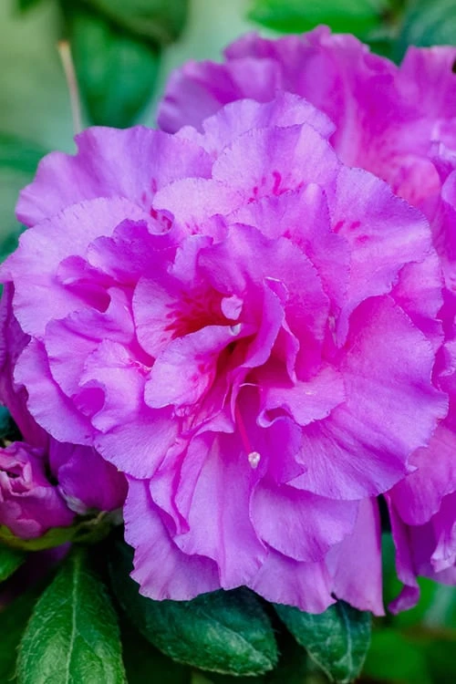 Autumn Majesty Encore Azalea - 3 Gallon Pot 7 Autumn Majesty Encore Azalea - 3 Gallon Pot - Image 5