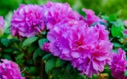 Autumn Majesty Encore Azalea - 3 Gallon Pot 11 Autumn Majesty Encore Azalea - 3 Gallon Pot -FloraHaven Shop azalea encore autumn majesty 13