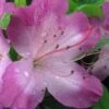Fawn Azalea - 2 Gallon Pot -FloraHaven Shop azalea fawn 1