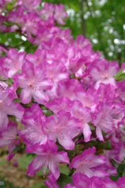 Fawn Azalea - 2 Gallon Pot -FloraHaven Shop azalea fawn 6