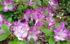 Fawn Azalea - 2 Gallon Pot -FloraHaven Shop azalea fawn 7