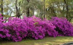 Formosa Southern Indica Azalea - 7 Gallon Pot -FloraHaven Shop azalea formosa hedge 1