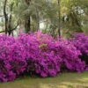 Formosa Southern Indica Azalea - 1 Gallon Pot -FloraHaven Shop azalea formosa hedge