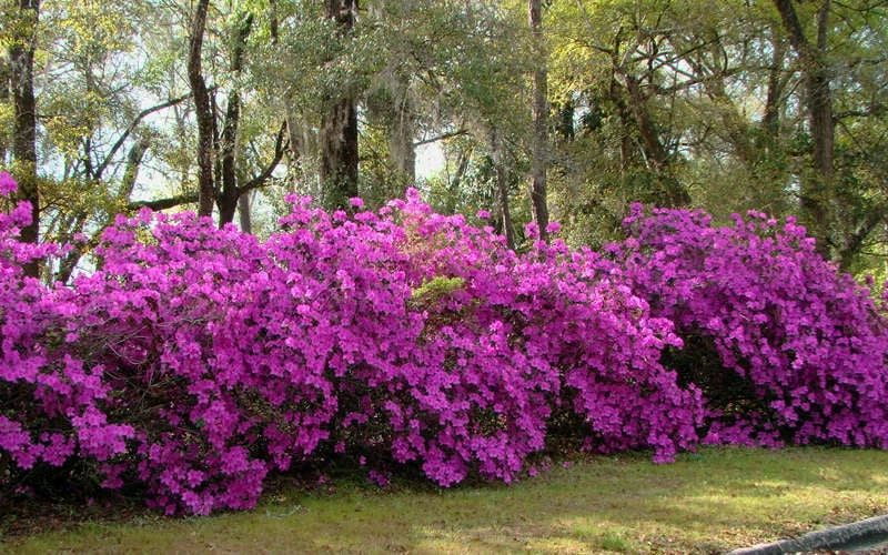 Formosa Southern Indica Azalea - 1 Gallon Pot 3 Formosa Southern Indica Azalea - 1 Gallon Pot