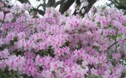 George L. Taber Southern Indica Azalea - 7 Gallon Pot -FloraHaven Shop azalea george taber 10 2