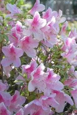 George L. Taber Southern Indica Azalea - 1 Gallon Pot -FloraHaven Shop azalea george taber 11 1