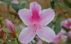 George L. Taber Southern Indica Azalea - 7 Gallon Pot -FloraHaven Shop azalea george taber 13 2