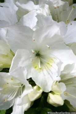 Girard's Pleasant White Azalea - 1 Gallon Pot -FloraHaven Shop azalea girards pleasant white 21