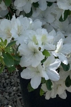 Girard's Pleasant White Azalea - 1 Gallon Pot -FloraHaven Shop azalea girards pleasant white 22