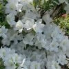 Girard's Pleasant White Azalea - 1 Gallon Pot -FloraHaven Shop azalea girards pleasant white 23