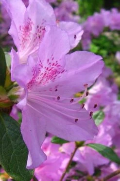 Gulf Pride Fragrant Southern Indica Azalea - 1 Gallon Pot -FloraHaven Shop azalea gulf pride 2