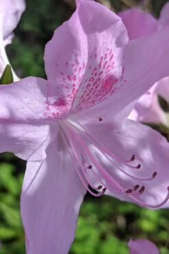 Gulf Pride Fragrant Southern Indica Azalea - 1 Gallon Pot -FloraHaven Shop azalea gulf pride 5