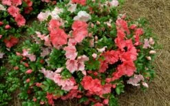 Hilda Niblett Azalea - 1 Gallon Pot -FloraHaven Shop azalea hilda niblet flowers