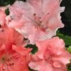 Hilda Niblett Azalea - 1 Gallon Pot -FloraHaven Shop azalea hilda niblett 11
