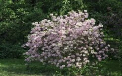 Lilacina Southern Indica Azalea - 3 Gallon Pot -FloraHaven Shop azalea indica lilacina 6