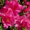 Michaele Lux Azalea - 1 Gallon Pot -FloraHaven Shop azalea michaele lux 1