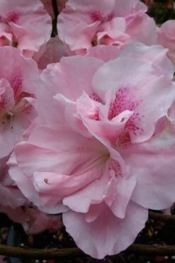 Nancy Of Robin Hill Azalea - 3 Gallon Pot -FloraHaven Shop azalea nancy at robin hill 1