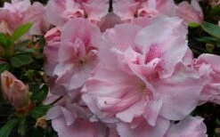 Nancy Of Robin Hill Azalea - 2 Gallon Pot -FloraHaven Shop azalea nancy of robin hill 3 1