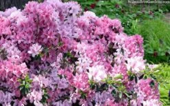 Northlake Beauty Azalea - 6 Pack Of 1 Gallon Pots -FloraHaven Shop azalea northlake beauty 13 1