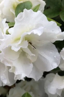 Perfecto Mundo Double White Reblooming Azalea - 3 Gallon Pot 15 Perfecto Mundo Double White Reblooming Azalea - 3 Gallon Pot -FloraHaven Shop azalea perfecto mondo double white 1