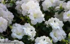 Perfecto Mundo Double White Reblooming Azalea - 3 Gallon Pot 14 Perfecto Mundo Double White Reblooming Azalea - 3 Gallon Pot -FloraHaven Shop azalea perfecto mondo double white 2
