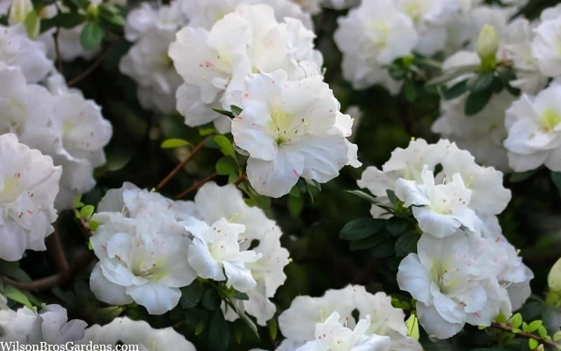 Perfecto Mundo Double White Reblooming Azalea - 3 Gallon Pot 8 Perfecto Mundo Double White Reblooming Azalea - 3 Gallon Pot - Image 6
