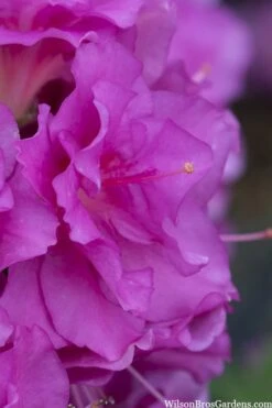 Perfecto Mundo Double Purple Reblooming Azalea - 3 Gallon Pot -FloraHaven Shop azalea perfecto mondo double20purple 1