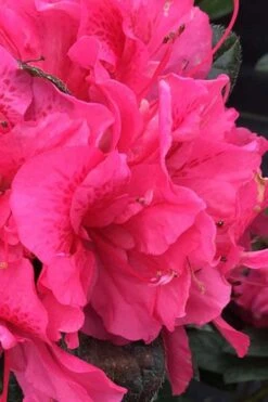 Perfecto Mundo Double Dark Pink Reblooming Azalea - 2 Gallon Pot 9 Perfecto Mundo Double Dark Pink Reblooming Azalea - 2 Gallon Pot -FloraHaven Shop azalea perfecto mundo double dark pink 1