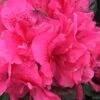 Perfecto Mundo Double Dark Pink Reblooming Azalea - 3 Gallon Pot -FloraHaven Shop azalea perfecto mundo double dark pink 2 1