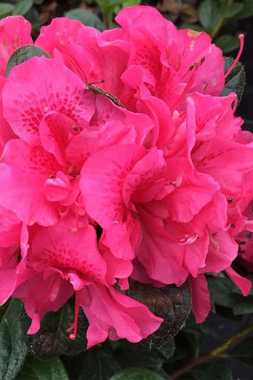 Perfecto Mundo Double Dark Pink Reblooming Azalea - 2 Gallon Pot 3 Perfecto Mundo Double Dark Pink Reblooming Azalea - 2 Gallon Pot