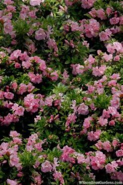 Perfecto Mundo Double Pink Reblooming Azalea - 2 Gallon Pot -FloraHaven Shop azalea perfecto mundo double pink 1 1