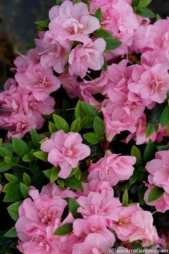 Perfecto Mundo Double Pink Reblooming Azalea - 3 Gallon Pot -FloraHaven Shop azalea perfecto mundo double pink 2