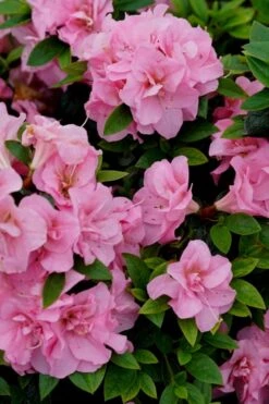 Perfecto Mundo Double Pink Reblooming Azalea - 2 Gallon Pot -FloraHaven Shop azalea perfecto mundo double pink 4