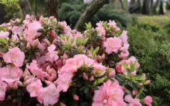 Perfecto Mundo Double Pink Reblooming Azalea - 3 Gallon Pot -FloraHaven Shop azalea perfecto mundo double pink 5
