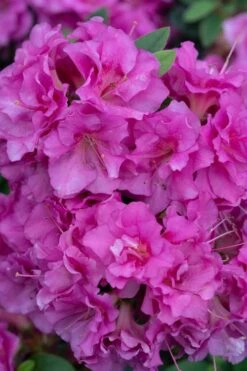 Perfecto Mundo Double Purple Reblooming Azalea - 3 Gallon Pot -FloraHaven Shop azalea perfecto mundo double purple 500x750 1
