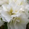 Perfecto Mundo Double White Reblooming Azalea - 3 Gallon Pot -FloraHaven Shop azalea perfecto mundo double white 8