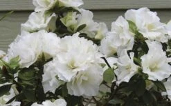 Perfecto Mundo Double White Reblooming Azalea - 2 Gallon Pot -FloraHaven Shop azalea perfecto mundo double white 9 1